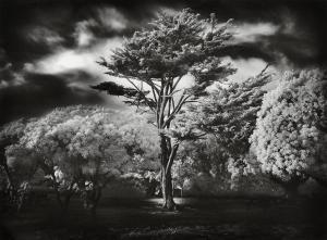 DOBROWNER Mitch 1956,Wind Swept Tree,Leonard Joel AU 2016-11-10