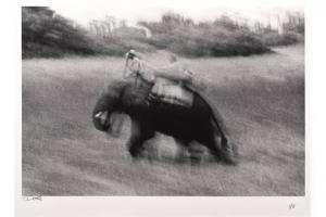 DOOK 1959,ELEPHANT SAFARI, BOTSWANA,2001,Stephan Welz ZA 2015-10-19