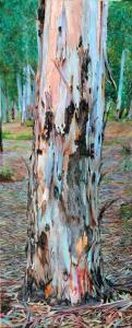 DORI Iftah 1973,Tree in the Woods,2015,Montefiore IL 2015-04-29