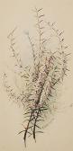 DORRINGTON ANNIE 1904-1974,CHAMELAUCIUM AOROCLADUS,GFL Fine art AU 2013-05-28