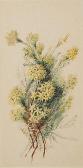 DORRINGTON ANNIE 1904-1974,TRICORYNE ELATIOR,GFL Fine art AU 2013-05-28