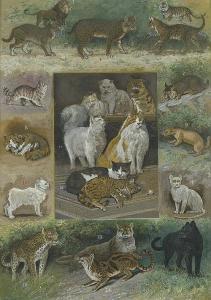 DRAKE William Henry,Katzen (Felidiae): Studienblatt mit diversen Katze,Galerie Bassenge 2015-11-27