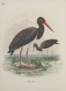 DRESSER HENRY EELES,A History of the Birds of Europe. London: Taylor a,Christie's 2018-12-04
