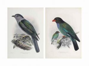 DRESSER HENRY EELES,The Coraciidae, or the Family of Rollers. Farnboro,1893,Christie's 2017-06-15