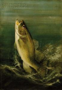 DRISCOLE M.A. or H.A 1800-1900,Small Mouth Bass,Skinner US 2009-09-11