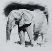 DROCHON Christophe 1963,Etude d'élephant d'Afrique,EVE FR 2011-11-21