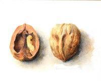 DRUMMOND Gayle,Walnut Study,1996,Shapes Auctioneers & Valuers GB 2014-01-31