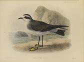 DU CANE GODMAN FREDERICK 1834-1919,A Monograph of the Petrels (order Tubinares,Bonhams GB 2014-02-10