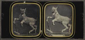 DUBOSCQ Jules 1817-1886,TAXIDERMY GOAT DISPLAY,Sotheby's GB 2017-10-05