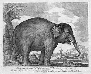 DUCHESNE J. M,Der Elefant,1770,Galerie Bassenge DE 2016-11-24