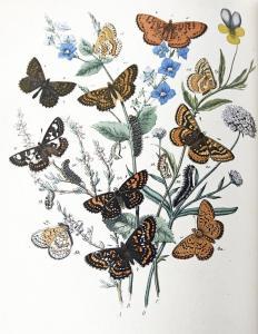DUDEVANT SAND MAURICE,Le Monde des Papillons (Mit einem Vorwort von Geor,Peter Karbstein 2023-06-24