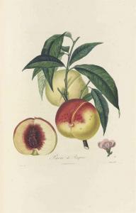 DUHAMEL MONCEAU HENRI LOUIS 1700-1782,Traité des arbres fruitiers,Christie's GB 2014-10-08