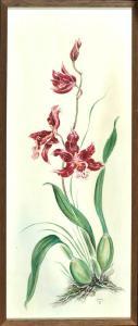 DUISBERG Margret 1900,Orchidee,Allgauer DE 2015-07-09