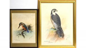 DUNCAN John 1900-1900,Peregrine Falcon,1903,Anderson & Garland GB 2022-12-08