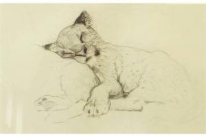 DURER Albrecht 1471-1528,A SLEEPING LION CUB,Capes Dunn GB 2015-06-23