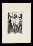 DURER Albrecht 1471-1528,"El caballo grande",1505,Fernando Duran ES 2011-02-09