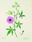 EAGLE Audrey,Ipomoea cairica, Rarawa (New ZealandConvolvulus),1989,Art + Object NZ 2011-07-13