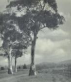 EATON John 1881-1966,Tall Gums,1922,Leonard Joel AU 2013-06-17