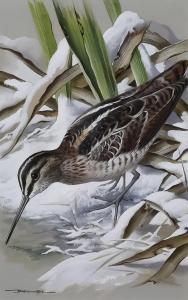 EDE Basil 1931-2016,Common Snipe,1975,Canterbury Auction GB 2023-07-29