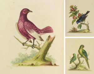 EDWARDS George 1694-1773,A Natural History of Birds,Christie's GB 2007-11-14