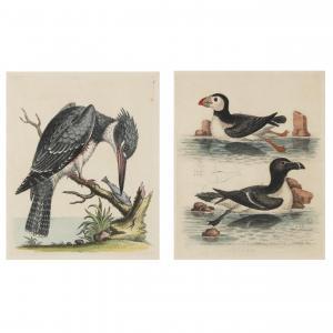 EDWARDS George 1694-1773,American Kingfisher and The Puffin,18th century,Leland Little US 2022-12-15