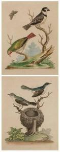 EDWARDS George,"Little Blue-grey Flycatchers" and "Small Busby fr,Sloans & Kenyon 2006-06-11