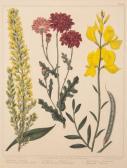 EDWARDS Sid,a set of four attractive 19th century colourful flower prints,Mealy's IE 2017-05-30
