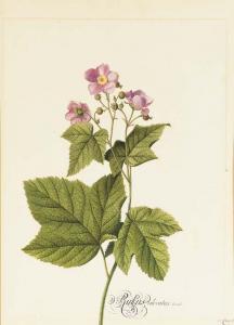 EHRET Georg Dyonisius 1710-1770,Rubus odoratus,Christie's GB 2002-06-06