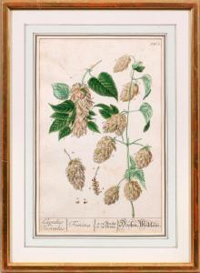 EISENBERGER Nikolaus Friedrich,Herbarium Blackwellianum emendatum et auctum,Schloss 2018-12-08