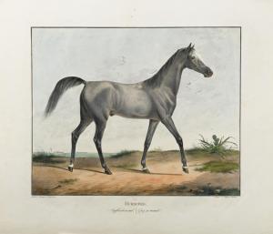 EKEMAN ALLESSON Lorenz,Arab horses from the Royal Stud of King Wilhelm I ,1823,Cheffins 2020-10-01