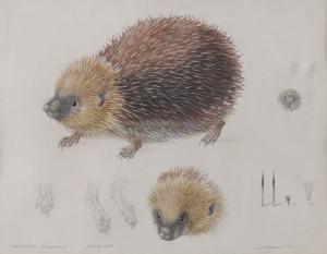 ELDRIDGE Mildred Elsi,Erinaceus Europaeus - Hedgehog,1971,Bellmans Fine Art Auctioneers 2023-11-21
