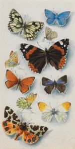 ELDRIDGE Mildred Elsi 1909-1991,Studies of butterflies,Bonhams GB 2024-04-04