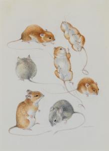 ELDRIDGE Mildred Elsi 1909-1991,Study of Mice,1970,William Doyle US 2023-03-01