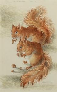 ELDRIDGE Mildred Elsi 1909-1991,Two Red Squirrels,1970,William Doyle US 2023-03-01