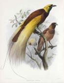 ELLIOT Daniel Giraud,A Monograph of the Paradiseidae, or Birds of Parad,1873,Christie's 2017-06-15