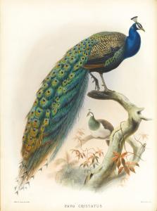 ELLIOT Daniel Giraud,A MONOGRAPH OF THE PHASIANIDAE OR FAMILY OF THE PH,Sotheby's 2015-11-17