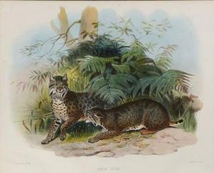 ELLIOT Daniel Giraud,Felis Rufa Monograph of the Felidae for Family of ,Burchard 2020-02-23