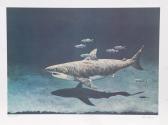 ELLIS Richard 1938,Great White Shark,1979,Ro Gallery US 2024-04-04