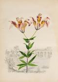 EMBURY EMMA 1806-1863,American Wild Flowers in their Native Haunts
See i,1845,Bonhams GB 2007-10-22