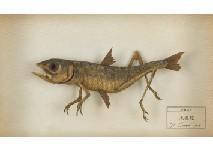 EMOTO HAJIME 1970,Grasshopper fish,2015,Mainichi Auction JP 2021-07-16