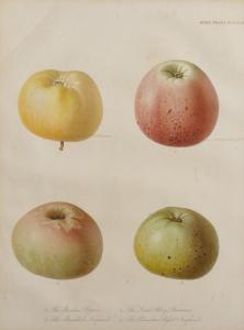 ENGLISH SCHOOL,A Study of Four Apples,John Nicholson GB 2019-03-27