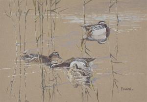 ENNION Eric Arnold Roberts 1900-1981,GARGANEY IN THIN REEDS,Dreweatts GB 2023-07-11