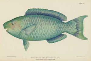 ERMANN dr. Barton W,Descriptions of New Genera and Species of Fishes f,1899,Christie's 2004-07-13