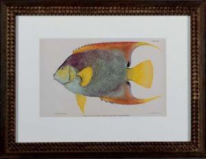ERMANN dr. Barton W,Studies of Fish of Puerto Rico in the Caribbean Is,1899,Christie's 2007-02-06