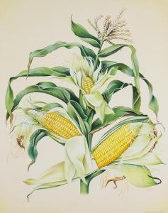 ESCOFET Miriam 1967,Botanical study of maize, corn on the cob,Canterbury Auction GB 2021-10-02