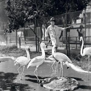 ESHET Mula 1934,The Old Zoo in Tel Aviv,1962,Montefiore IL 2010-07-08