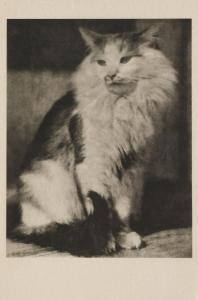 EUGENE Frank 1865-1936,THE CAT,1916,Lempertz DE 2009-12-04