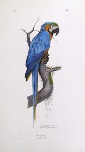 EVANS Richard 1928-2008,Blue and Gold Macaw,1970,Ro Gallery US 2009-12-01