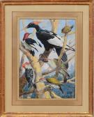 FAIRFAX MUCKLEY Angelo 1859-1920,VARIETIES OF WOODPECKER,Stair Galleries US 2016-04-30