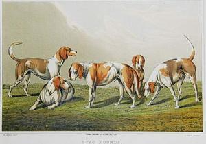FALKEN Herbert 1932,Stag hounds,Alcala ES 2006-10-04